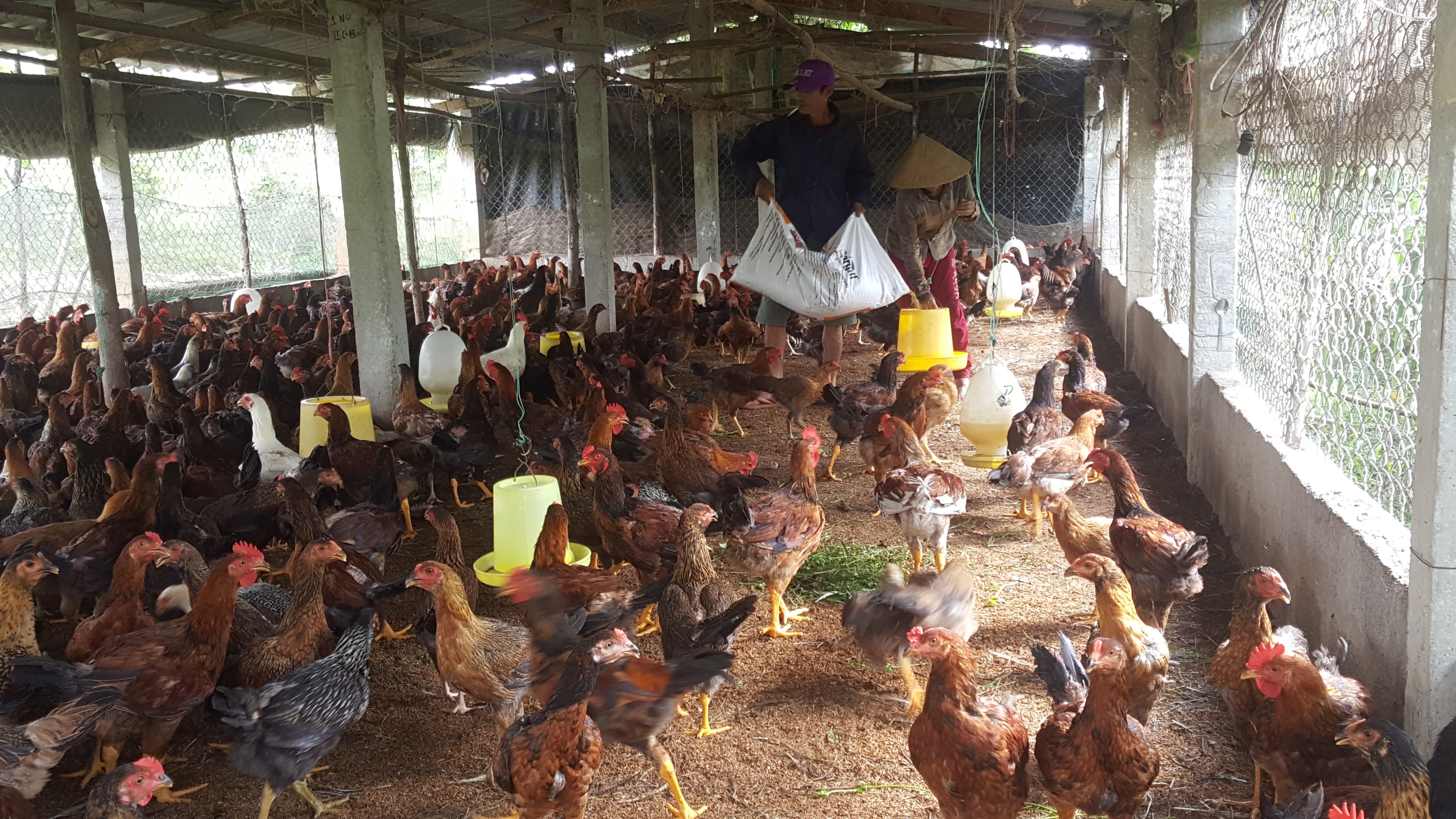 Phát hiện bệnh CRD trên gà