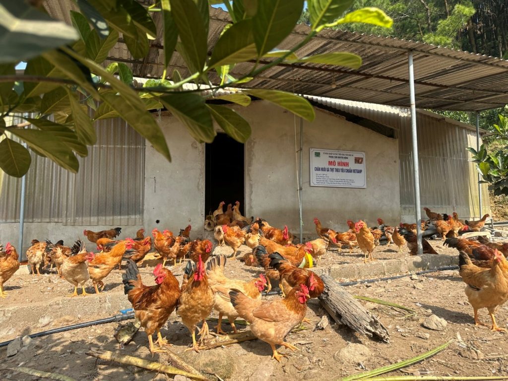 Phát hiện bệnh Gumboro trên gà