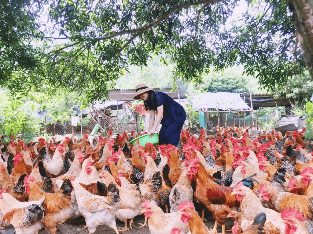 Hệ thống AI phát hiện bệnh CRD trên gà